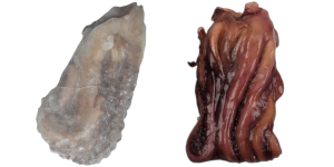 Giant Squid Tentacles 500-1000g IQF 1 x 10kg 20% -PT