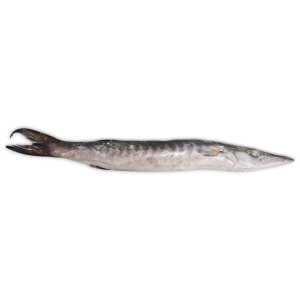 Jona Barracuda WR 1000-2000g IWP 1 x 10kg -IN
