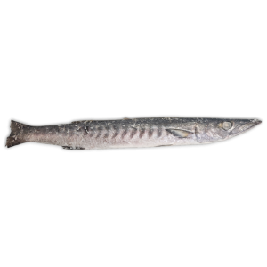 Jona Barracuda WR 2000-3000g IWP 1 x 10kg -IN
