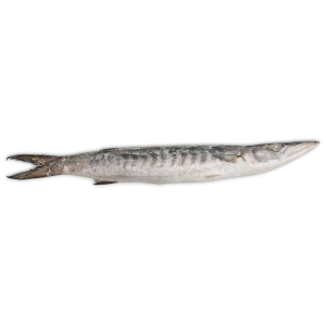 Jona Barracuda WR 2000-3000g IWP 1 x 25kg -IN