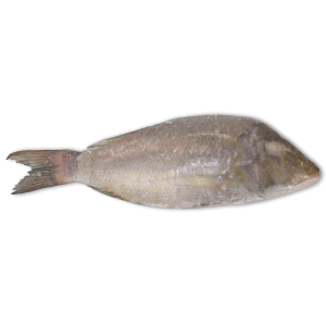 Jona Emperor WGS 500-1000g IWP 1 x 10kg 10% -IN
