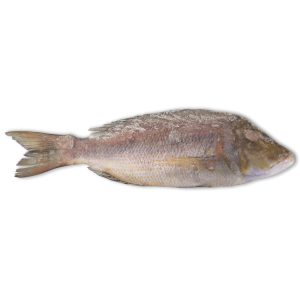 Jona Emperor WGS 1000-2000g IWP 1 x 10kg 10% -IN