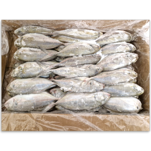 Jona Trevally/Blue Runner WR >450g 1 x 11.35 kg -MX