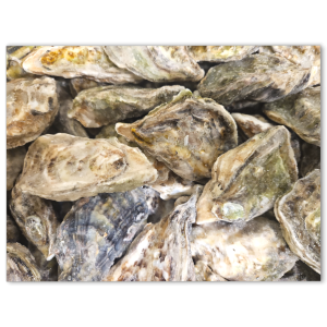 Pacific Oyster WR 86-110g IQF 1 x 10kg NW -JP