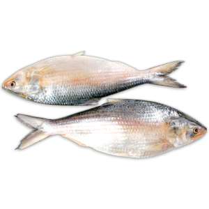 DSD Hilsa WR 1000-1200g IWP 1 x 20kg 10% -MM