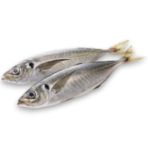 Horse Mackerel WR 350g-UP Block 1 x 20kg -IR