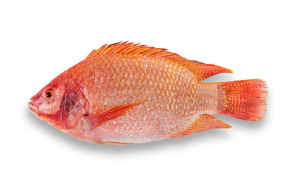 Vietnamese Red Tilapia G&S 300-500 gr+ 4 kg IQF/IWP 20%-VN