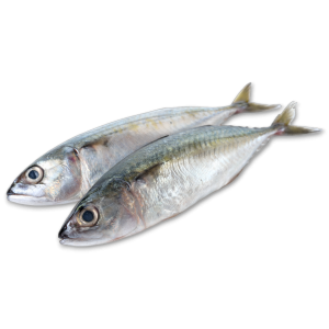 Jona Indian Mackerel WR 6/8 pc/kg 10 x 1 Kg-IN