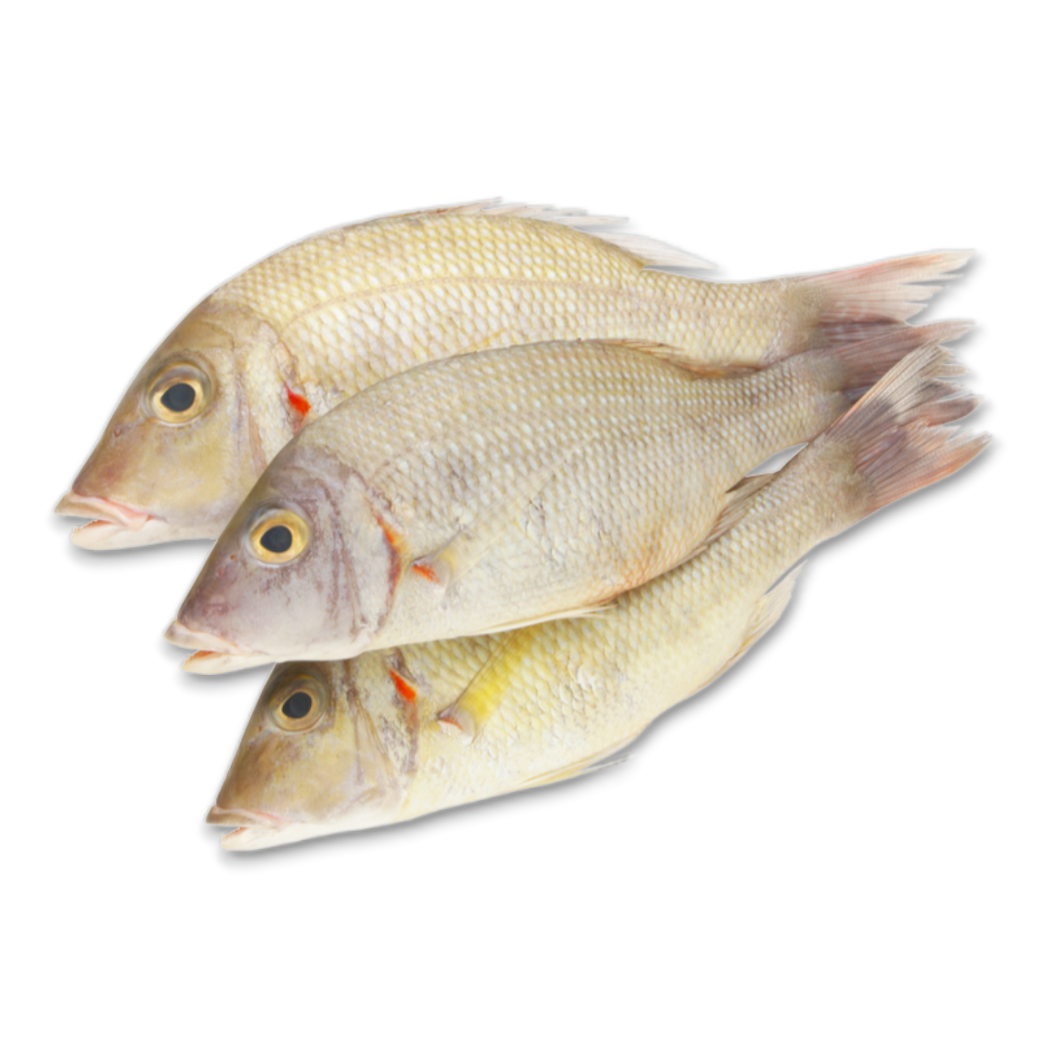Ceylon Emperor WR Lethrinus Olivaceus 200g+ 10 x 1 kg 15%-LK