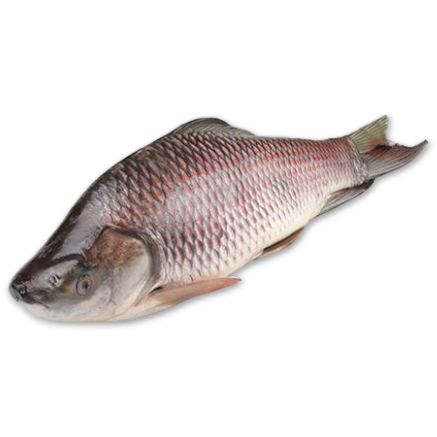 JONA Rohu Gutted 2000-3000 gr 1 x 20 kg IQF/IWP-MM