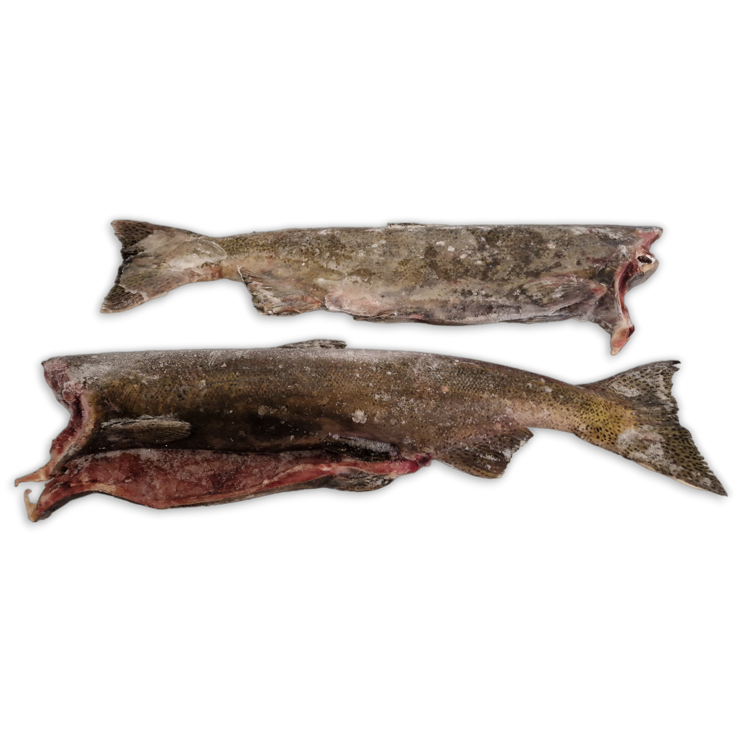 Chinook Salmon HG 4-7lb IQF 1 x 25kg -CA