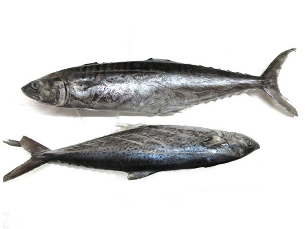 JONA Seerfish / Kingfish WR IWP 1000gr+ 10 kg 5% NW-IN
