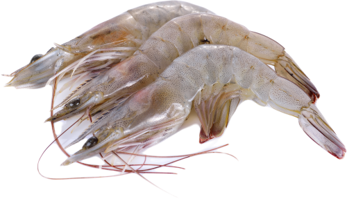 Jona Vannamei shrimps HOSO 30/40 6 x 2 kg 25%-IN