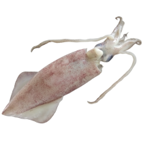 Squid Whole Loligo Duvauceli U3 6 x 2 kg 10%-IN