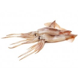 Shortfin Squid WR 100-300 gr 5 kg Block 10%-NL Shortfin Squid WR 100-300 gr 5 kg Block 10%-NL