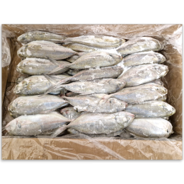 Jona Trevally/Blue Runner WR >450g 1 x 11.35 kg -MX Jona Trevally/Blue Runner WR >450g 1 x 11.35 kg -MX