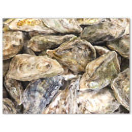 Pacific Oyster WR 86-110g IQF 1 x 10kg NW -JP