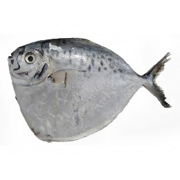 Moonfish / Bilong Bilong / Luneur 6-8p VAC 10 x 1 Kg 10%-VN Moonfish / Bilong Bilong / Luneur 6-8p VAC 10 x 1 Kg 10%-VN