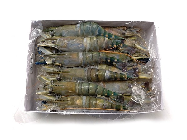 Fresh Water shrimps HOSO 8/12 10 x 1 kg 30%-BD