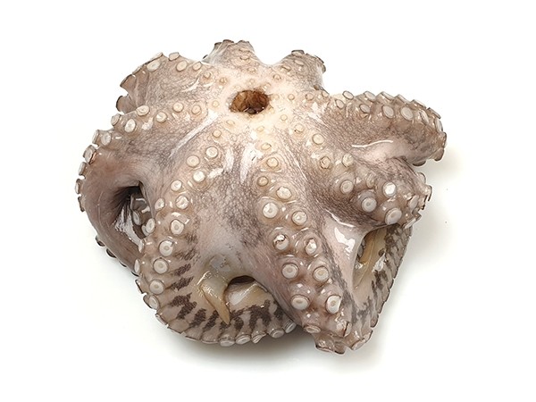 JONA Octopus Whole Clean Flower IWP 1-2 kg 10 Kg 10% -ID