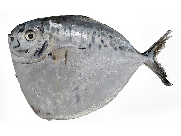 Moonfish / Bilong Bilong / Luneur 6-8p VAC 10 x 1 Kg 10%-VN