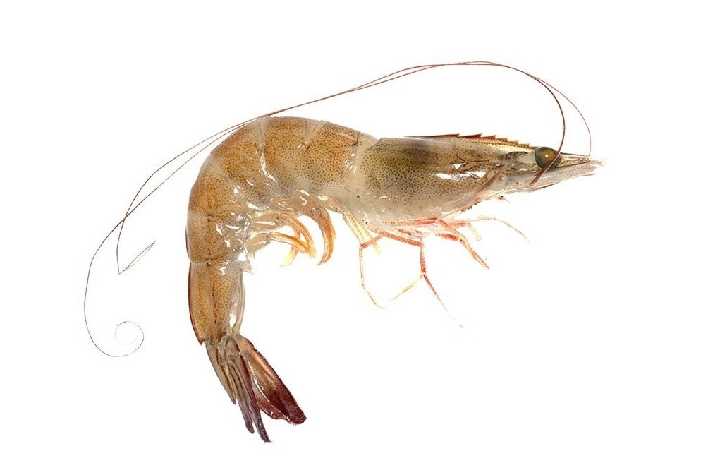 Premium Vannamei shrimps HOSO 50/60 6 x 2 kg 20% -EC