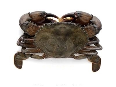 Softshell Crabs Cleaned Jumbo 12 pcs 10 x 500 Gr 20%- BD