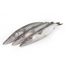 JONA Barracuda WR 1000-2000 gr 1 x 10 kg IQF/IWP-IN JONA Barracuda WR 1000-2000 gr 1 x 10 kg IQF/IWP-IN