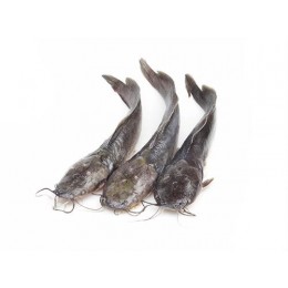 Catfish JONA gutted 300-500 gr 1 x 5 kg IQF/IWP 20%-ID Catfish JONA gutted 300-500 gr 1 x 5 kg IQF/IWP 20%-ID