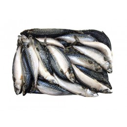 Mackerels WR 300-500 gr 2 x 12,5 Kilo Block-FO Mackerels WR 300-500 gr 2 x 12,5 Kilo Block-FO