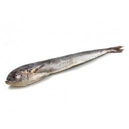 Jona Mahi Mahi Whole Gutted 1000-2000 gr IWP 10 Kg 10% -IN Jona Mahi Mahi Whole Gutted 1000-2000 gr IWP 10 Kg 10% -IN