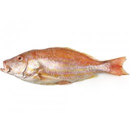Lane Snappers (Lutj. Synagris) 900-1800 gr WG IQF 10 Kg-SR Lane Snappers (Lutj. Synagris) 900-1800 gr WG IQF 10 Kg-SR