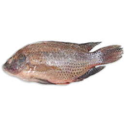 DSD Tilapia WGS 800g-UP IWP 1 x 5kg 20% -CN