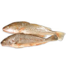 OD Yellow Croakers WG 500-1000g 1 x 10kg 100%NW -SR