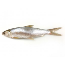 Milkfish WR 300/500 grs IQF/IWP 5 kg 20%-ID Milkfish WR 300/500 grs IQF/IWP 5 kg 20%-ID