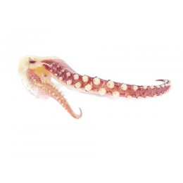 Squid Tentacles Small 500-1000g (D.Gigas) 10 kg IQF 20%-PT Squid Tentacles Small 500-1000g (D.Gigas) 10 kg IQF 20%-PT