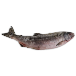 Pink Salmon WR O/R IQF 1 x 25kg -CA Pink Salmon WR O/R IQF 1 x 25kg -CA