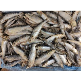 Sardines Block WR 8/15 pc/kg 24 kg-MA Sardines Block WR 8/15 pc/kg 24 kg-MA