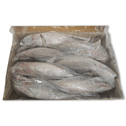 Little Tunny 1000-2000g IWP 1 x 10kg -IN Little Tunny 1000-2000g IWP 1 x 10kg -IN