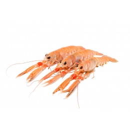 Langoustines 13/16 6 x 1 kg 25%-NL Langoustines 13/16 6 x 1 kg 25%-NL