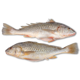 Yellow Croakers WG 500-1000 gr 1 x 10 kg IQF-SR Yellow Croakers WG 500-1000 gr 1 x 10 kg IQF-SR