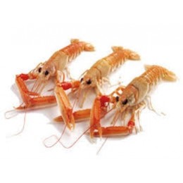 Langoustines 21/30 6 x 1 kg 25%-NL Langoustines 21/30 6 x 1 kg 25%-NL