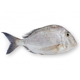 Silver Snapper (Larimus Breviceps) 200-500 gr IQF 10 Kg-SR Silver Snapper (Larimus Breviceps) 200-500 gr IQF 10 Kg-SR