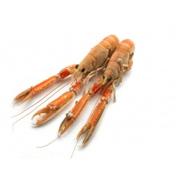Langoustines 8/12 6 x 1 kg 25%-NL Langoustines 8/12 6 x 1 kg 25%-NL