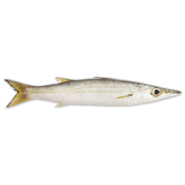 Jona Baby Barracuda WR 50-150 gr 5 x 2 kg 10% -VN Jona Baby Barracuda WR 50-150 gr 5 x 2 kg 10% -VN
