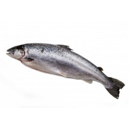 Atlantic Salmon / Salmo Salar WG 1800gr+ IQF 20kg-NO Atlantic Salmon / Salmo Salar WG 1800gr+ IQF 20kg-NO