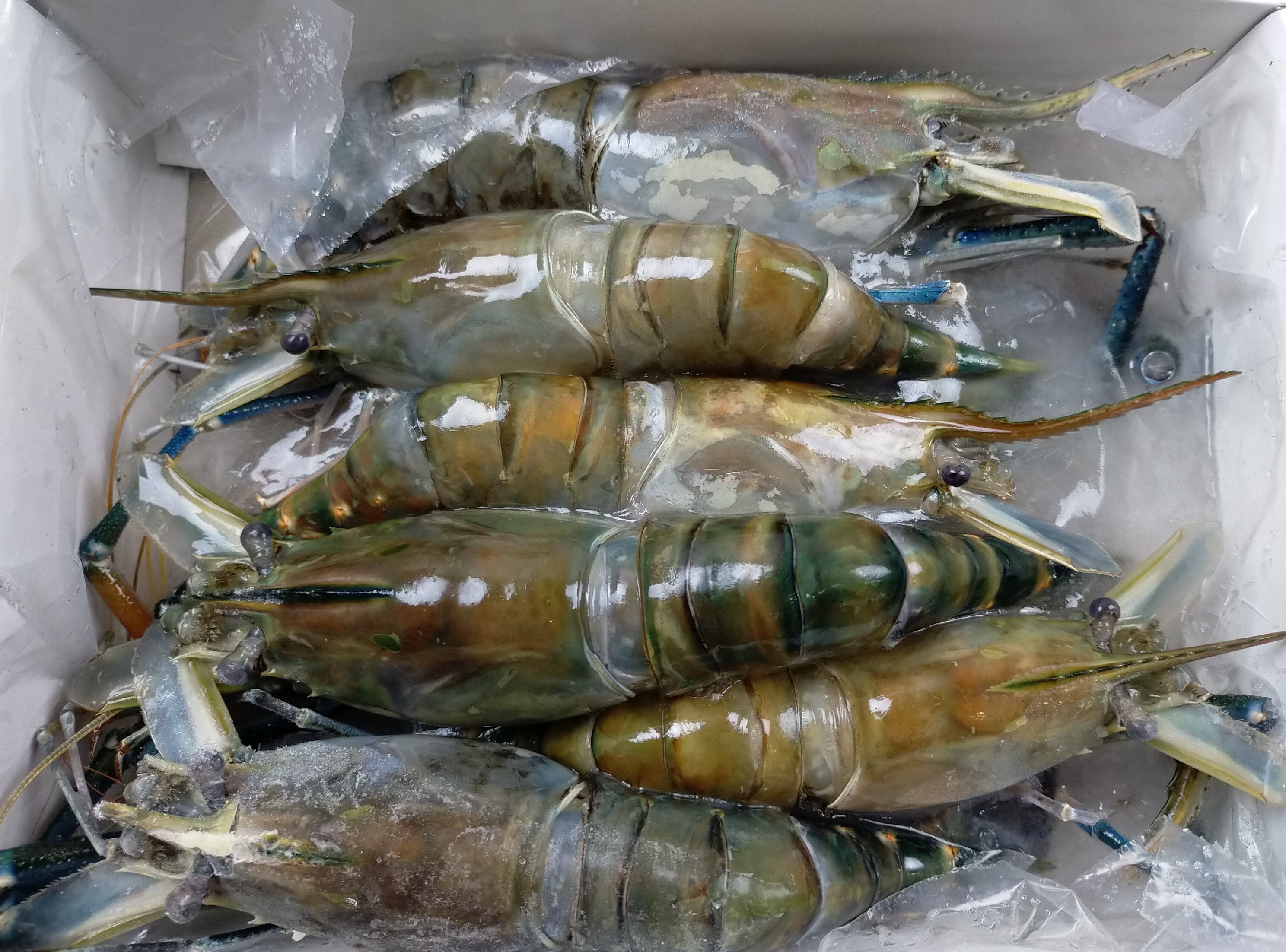Fresh Water shrimps HOSO 4/6 10 x 1 kg 20%-BD
