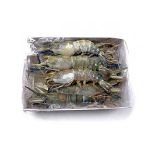 Fresh Water shrimps HOSO 6/8 10 x 1 kg 30%-BD