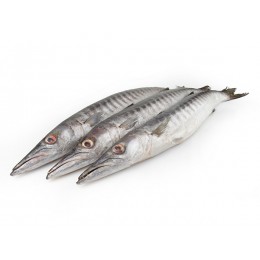 JONA Barracuda WR 500-1000 gr 1 x 10 kg IQF/IWP-IN JONA Barracuda WR 500-1000 gr 1 x 10 kg IQF/IWP-IN