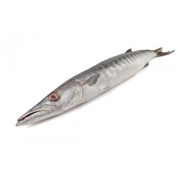 JONA Barracuda WR 2000-3000 gr 1 x 20 kg IQF/IWP-IN JONA Barracuda WR 2000-3000 gr 1 x 20 kg IQF/IWP-IN
